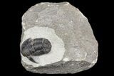 Bargain, Detailed Gerastos Trilobite Fossil - Morocco #164728-2